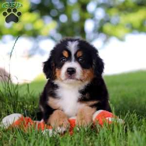 Jimminy Cricket, Mini Bernedoodle Puppy